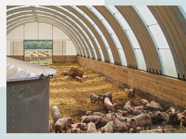 Строительство свинарников в Медногорске